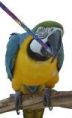 Magic Macaw